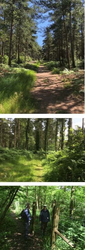 Walk trails
